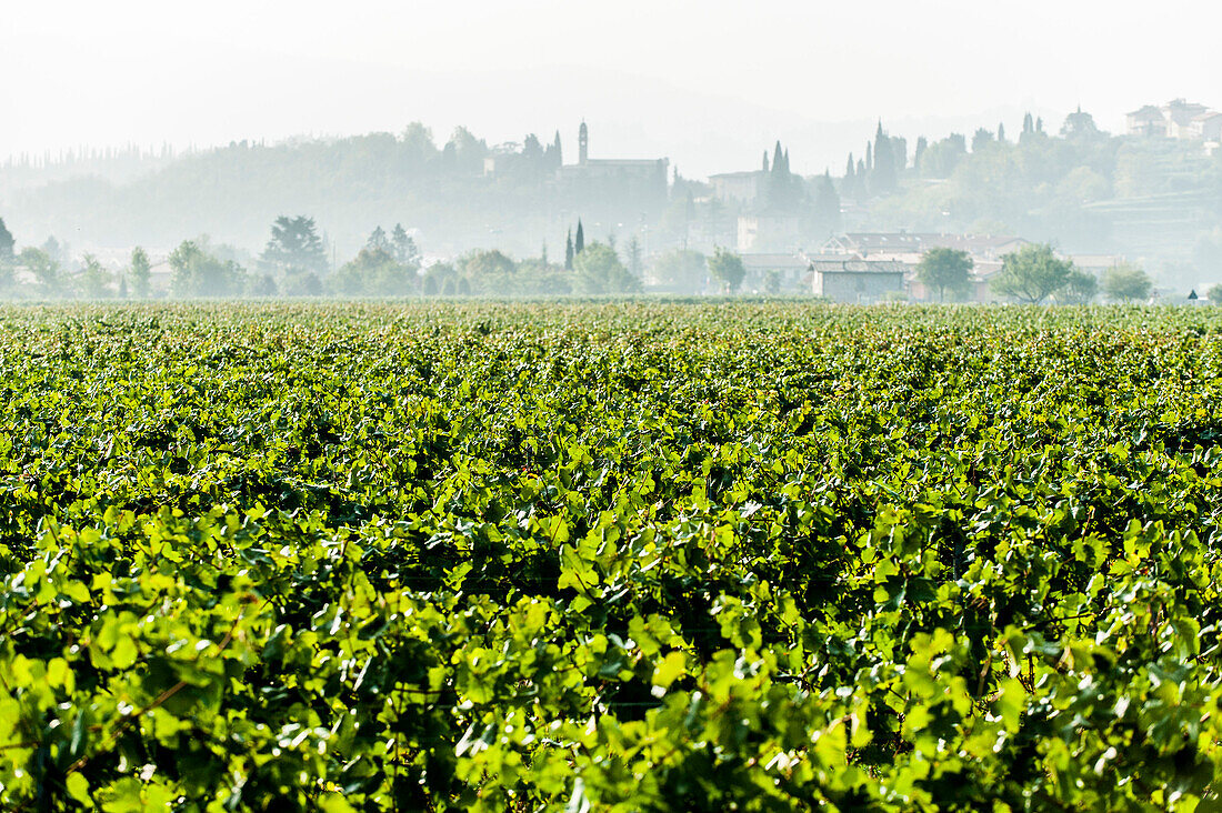 Weinberge in der Nähe von Garda, Gardasee, Provinz Verona, Norditalien, Italien