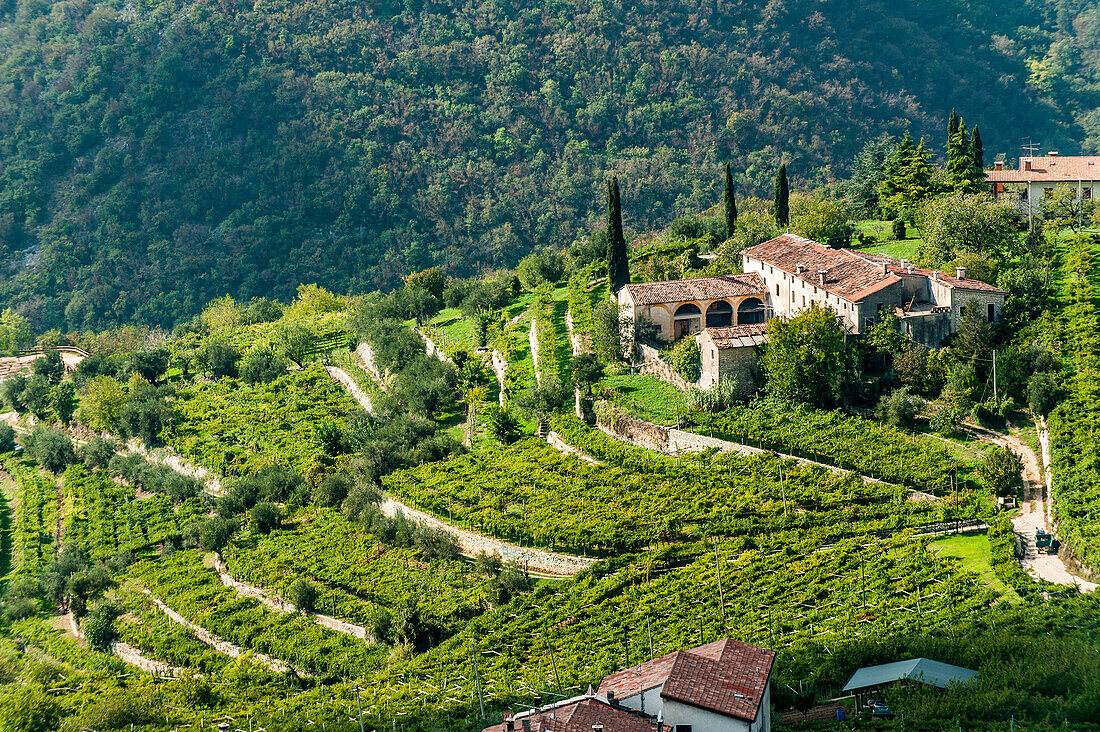 Wineyards at Valpolicella, Marana di Valpolicella, Lago di Garda, Province of Verona, Northern Italy, Italy