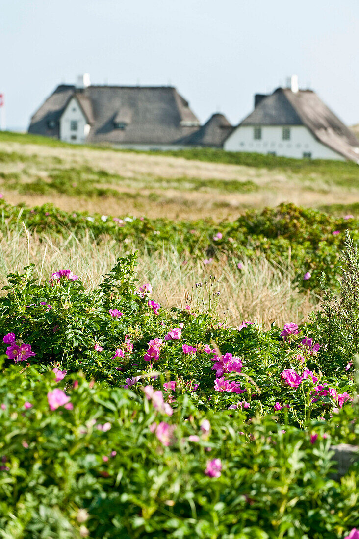 Flowering dunes at Sylt, Schleswig-Holstein, Germany