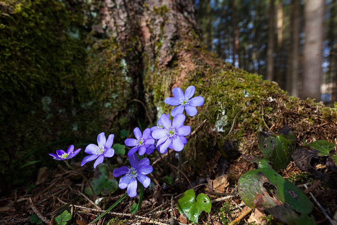 Leberblümchen im Wald, blühend, Hepatica nobilis, Blume des Jahres 2013, Bayern, Deutschland