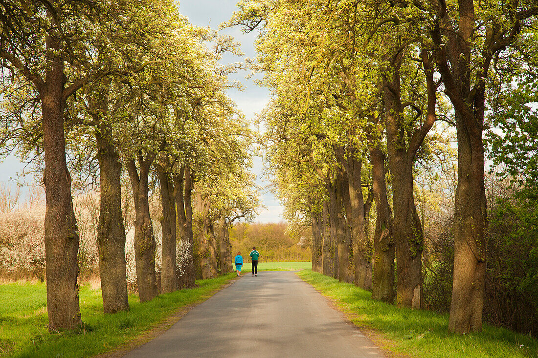 Joggers in an alley of pears, Muensterland, North Rhine-Westphalia, Germany, Europe