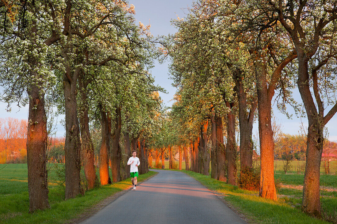 Jogger in an alley of blooming pears, Muensterland, North Rhine-Westphalia, Germany, Europe