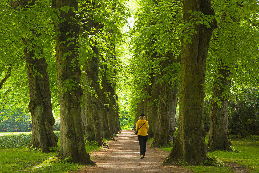 Woman walking through an alley of lime trees, Hamburg, Germany, Europe