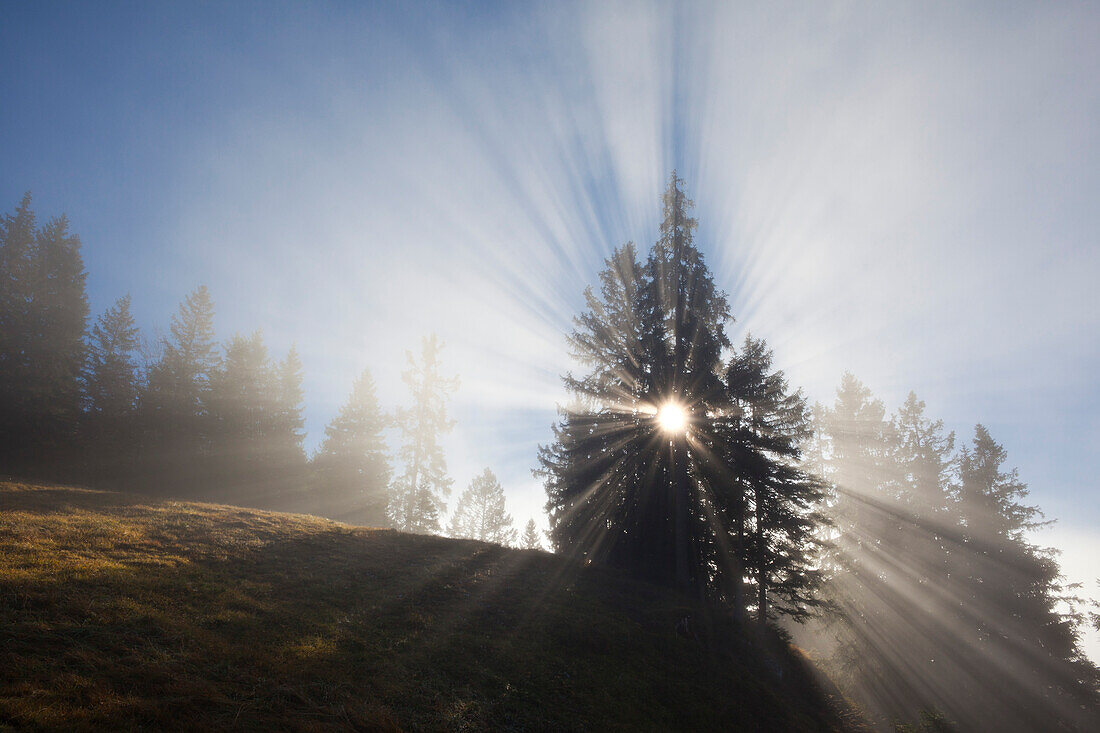 Fichten im Nebel, Berchtesgadener Land, Nationalpark Berchtesgaden, Oberbayern, Bayern, Deutschland, Europa