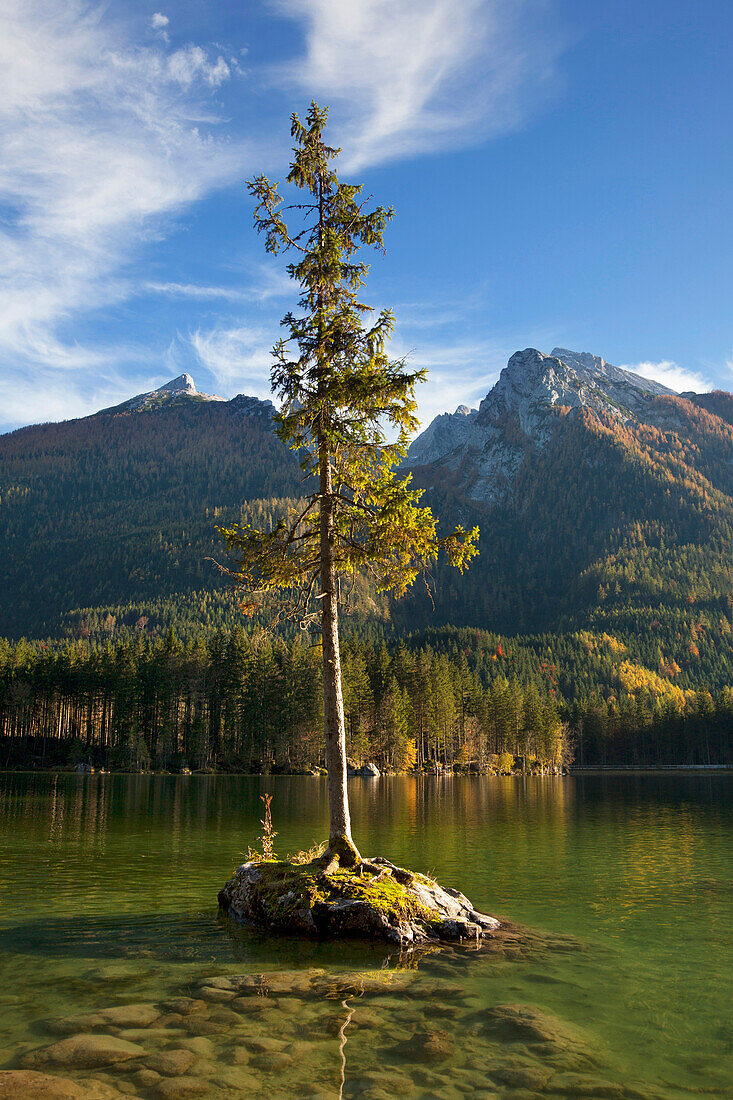 Fichte auf einer Felsinsel im Hintersee, Blick zum Hochkalter, Ramsau, Berchtesgadener Land, Nationalpark Berchtesgaden, Oberbayern, Bayern, Deutschland, Europa