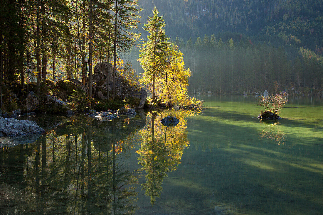 Fichten am Ufer des Hintersees, Ramsau, Berchtesgadener Land, Nationalpark Berchtesgaden, Oberbayern, Bayern, Deutschland, Europa