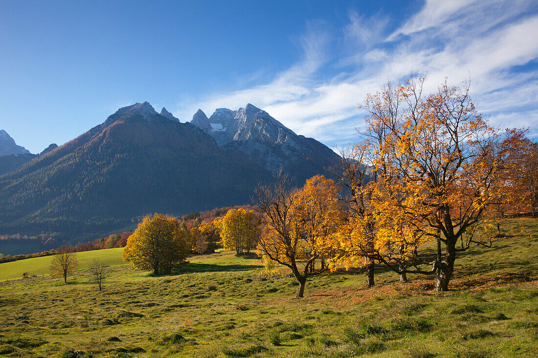 Wiese mit herbstlichen Bäumen bei Ramsau, Blick zum Hochkalter, Berchtesgadener Land, Nationalpark Berchtesgaden, Oberbayern, Bayern, Deutschland, Europa