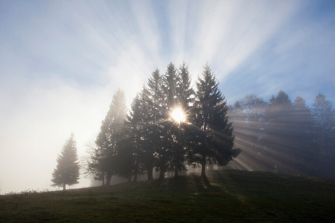 Fichtengruppe, Sonnenstrahlen durchbrechen den Nebel, Berchtesgadener Land, Nationalpark Berchtesgaden, Oberbayern, Bayern, Deutschland, Europa