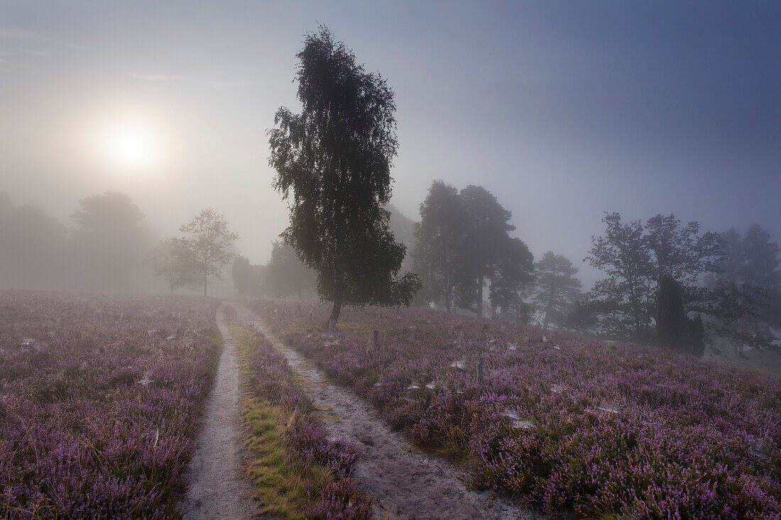 Birch at a wayside and blooming heather in the morning mist, Totengrund, Lueneburg Heath, Lower Saxony, Germany, Europe