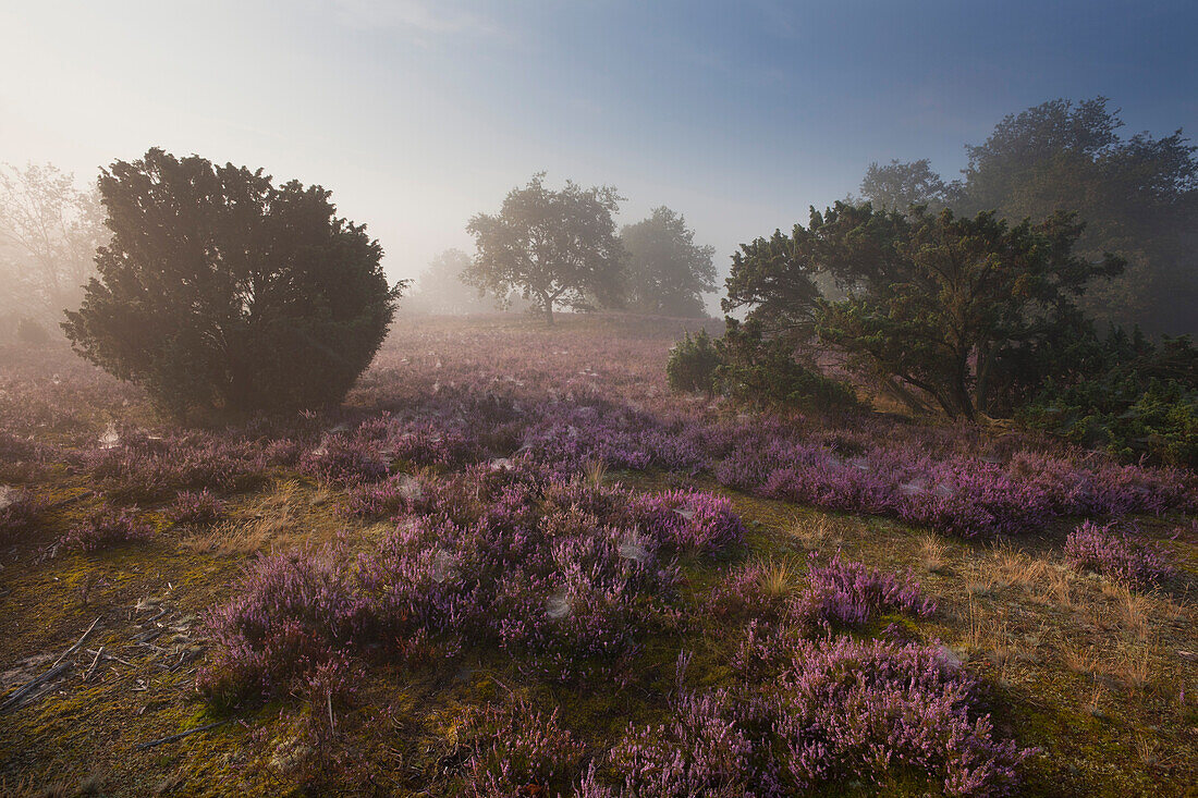 Juniper and blooming heather in the morning mist, Totengrund, Lueneburg Heath, Lower Saxony, Germany, Europe