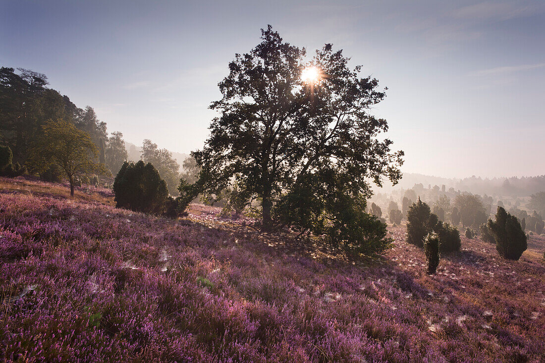 Oak and blooming heather in the morning mist, Totengrund, Lueneburg Heath, Lower Saxony, Germany, Europe