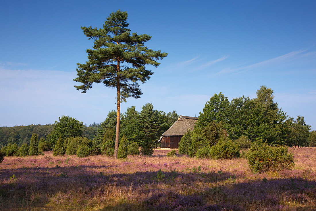 Schafstall in der Lüneburger Heide, Niedersachsen, Deutschland, Europa