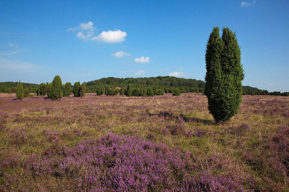 Wacholder und blühendes Heidekraut, Lüneburger Heide, Niedersachsen, Deutschland, Europa