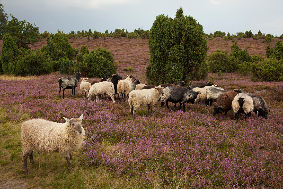 Heidschnucken in der Lüneburger Heide, Niedersachsen, Deutschland, Europa