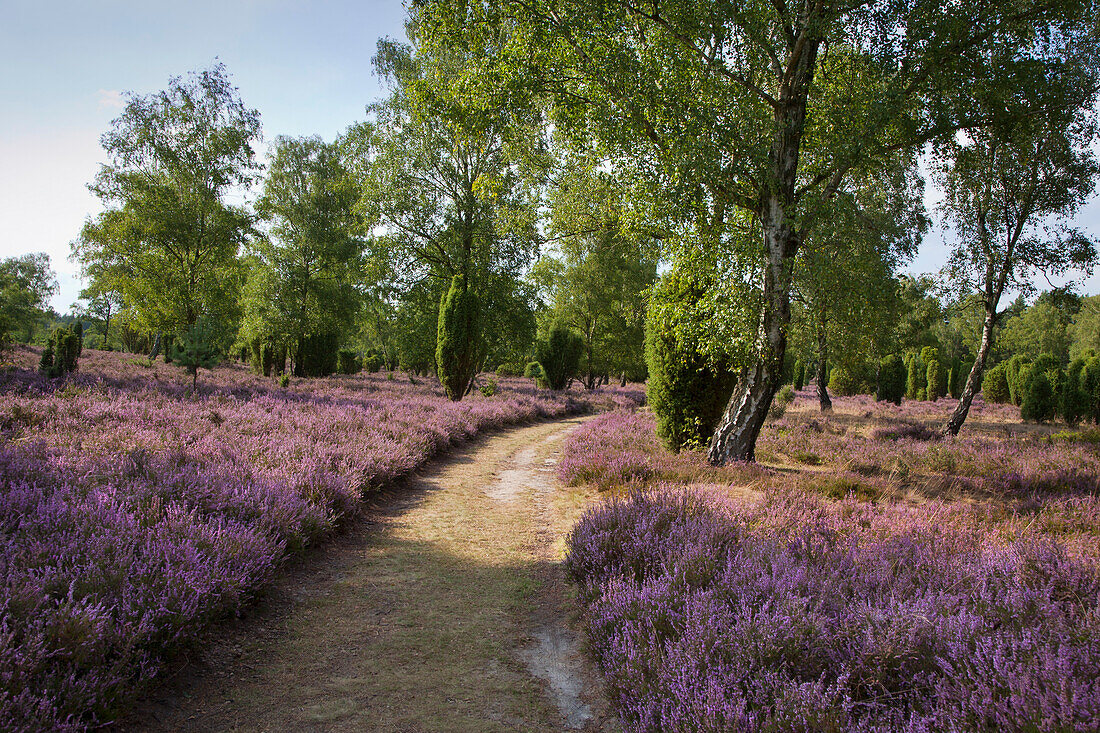 Path through the blooming heather, Lueneburg Heath, Lower Saxony, Germany, Europe
