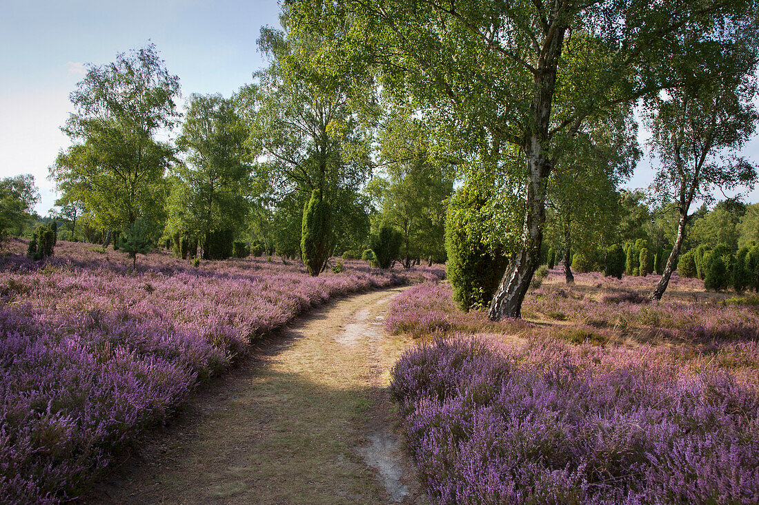 Weg durch das blühende Heidekraut, Lüneburger Heide, Niedersachsen, Deutschland, Europa