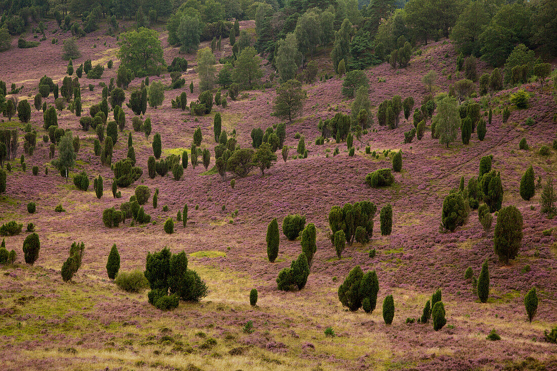 Wacholder und blühendes Heidekraut, Totengrund, Lüneburger Heide, Niedersachsen, Deutschland, Europa