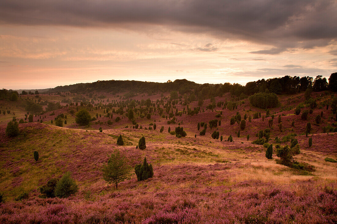 Wacholder und blühendes Heidekraut bei Sonnenaufgang, Totengrund, Lüneburger Heide, Niedersachsen, Deutschland, Europa