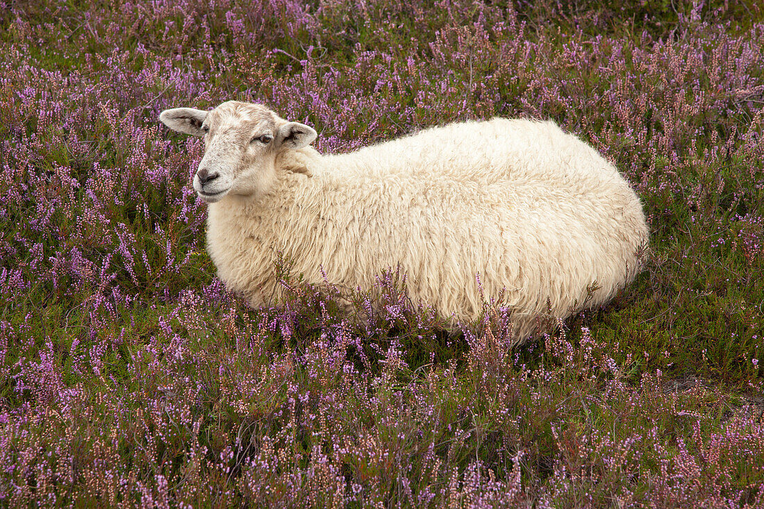 Sheep at Lueneburger Heide, Lueneburg Heath, Lower Saxony, Germany, Europe