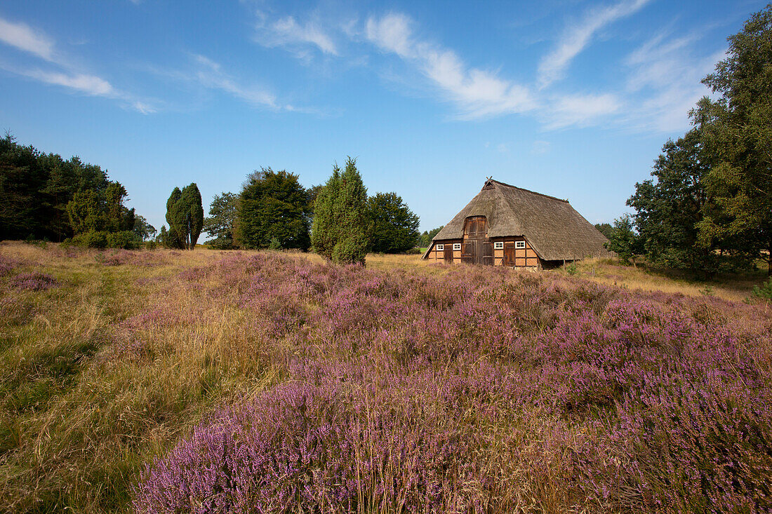 Sheep shelter at Lueneburger Heide, Lueneburg Heath, Lower Saxony, Germany, Europe