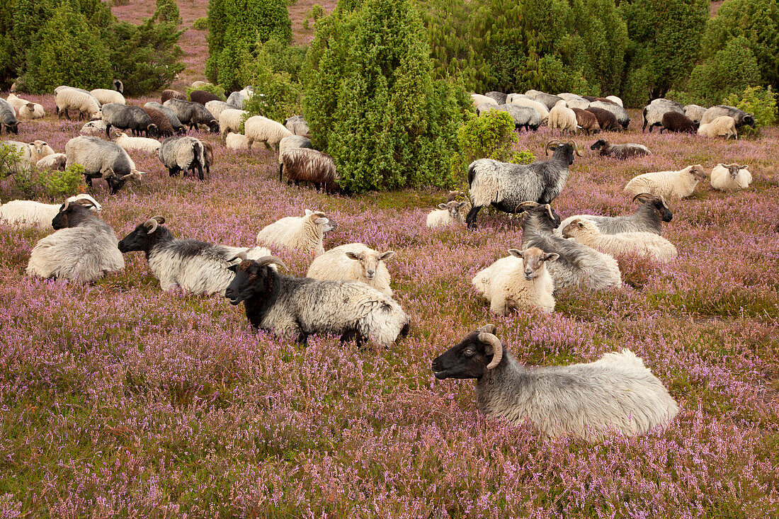 Sheep at Lueneburger Heide, Lueneburg Heath, Lower Saxony, Germany, Europe