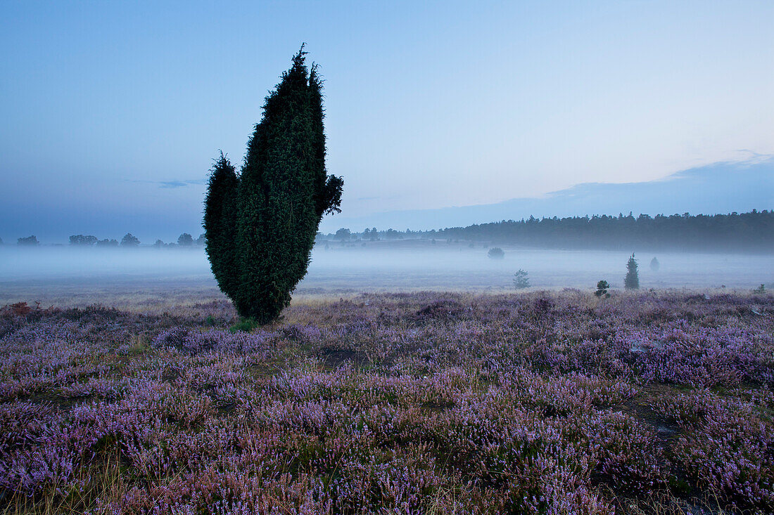 Juniper and blooming heather in the morning mist, Lueneburg Heath, Lower Saxony, Germany, Europe