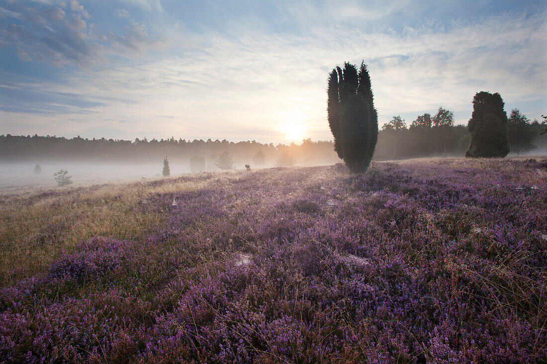 Juniper and blooming heather in the morning mist, Lueneburg Heath, Lower Saxony, Germany, Europe