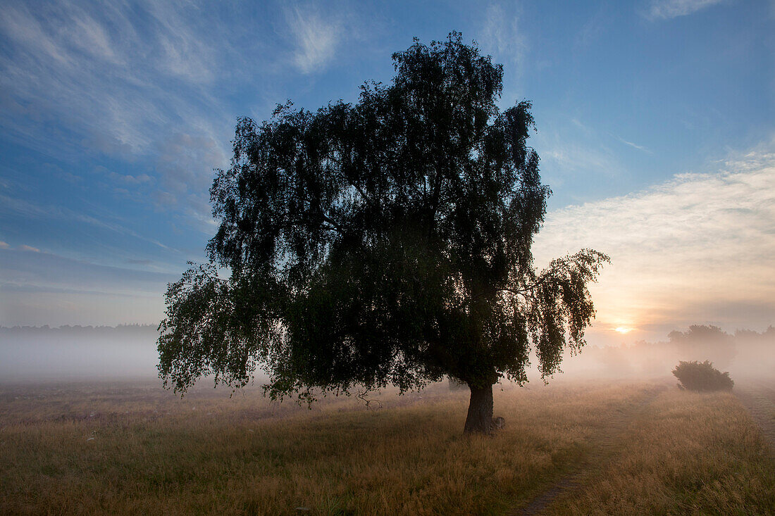 Birch and blooming heather in the morning mist, Lueneburg Heath, Lower Saxony, Germany, Europe