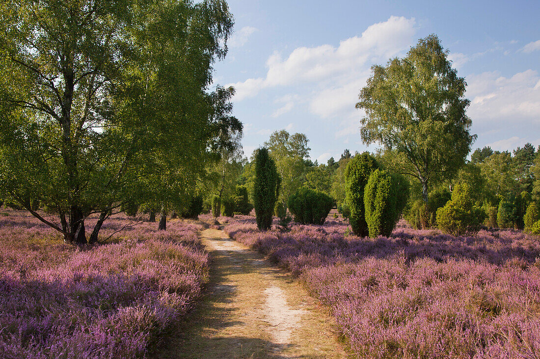 Path through blooming heather, Lueneburg Heath, Lower Saxony, Germany, Europe