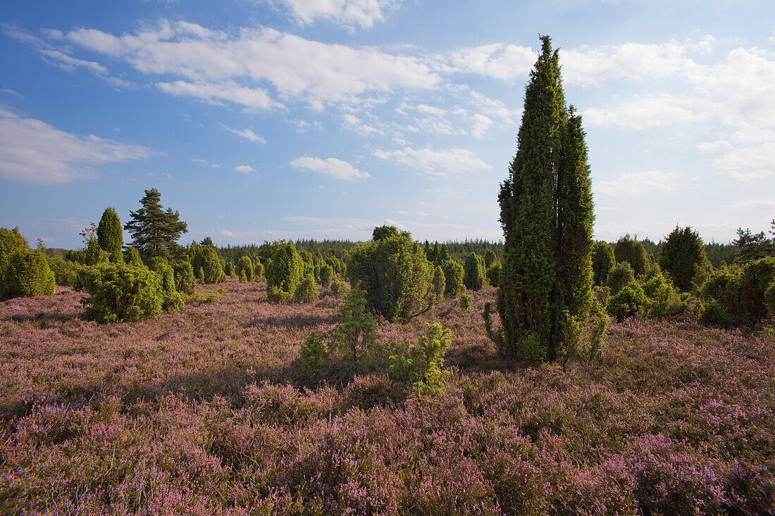 Juniper and blooming heather, Lueneburg Heath, Lower Saxony, Germany, Europe