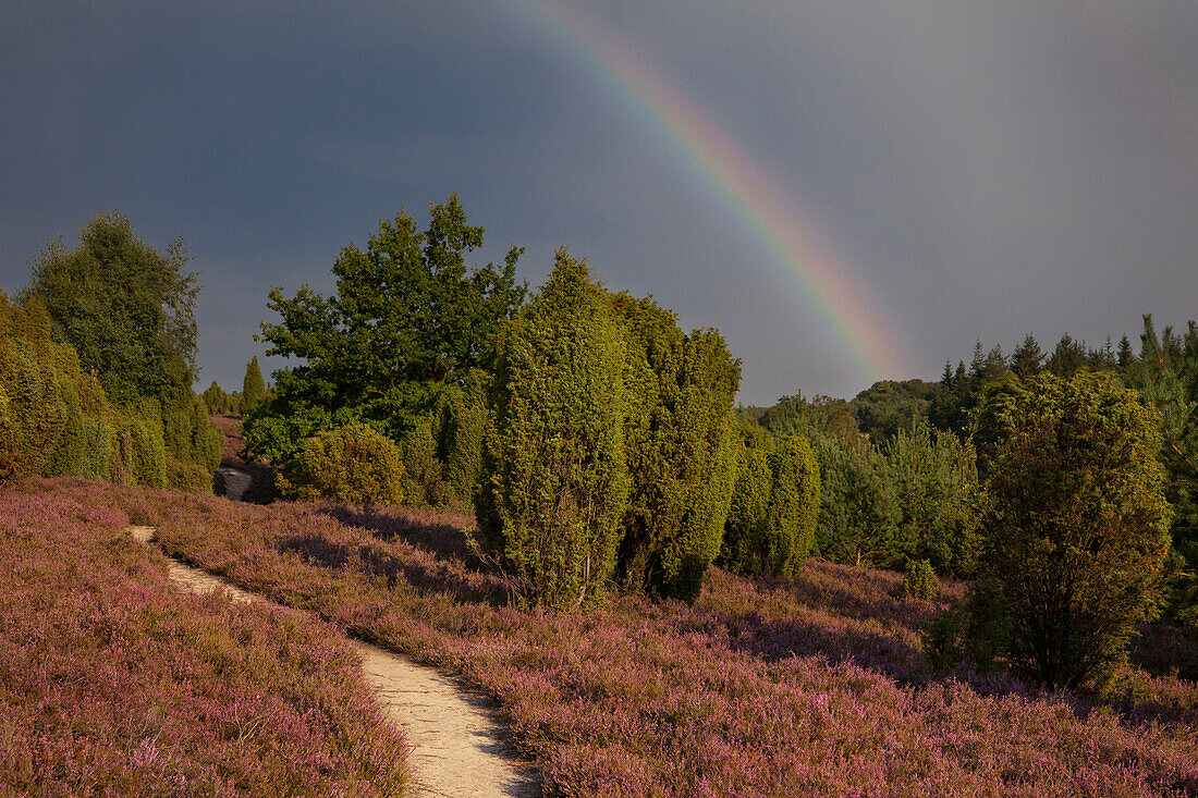 Regenbogen über der Heide, Lüneburger Heide, Niedersachsen, Deutschland, Europa