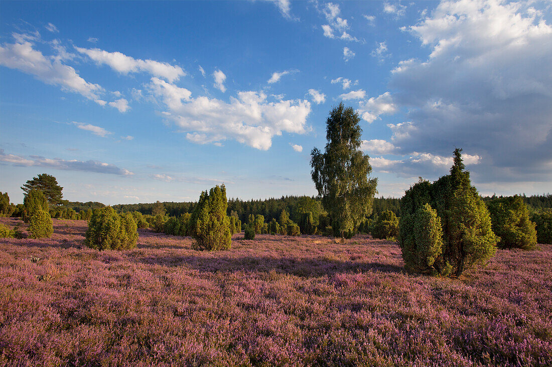 Wacholder und blühendes Heidekraut, Lüneburger Heide, Niedersachsen, Deutschland, Europa