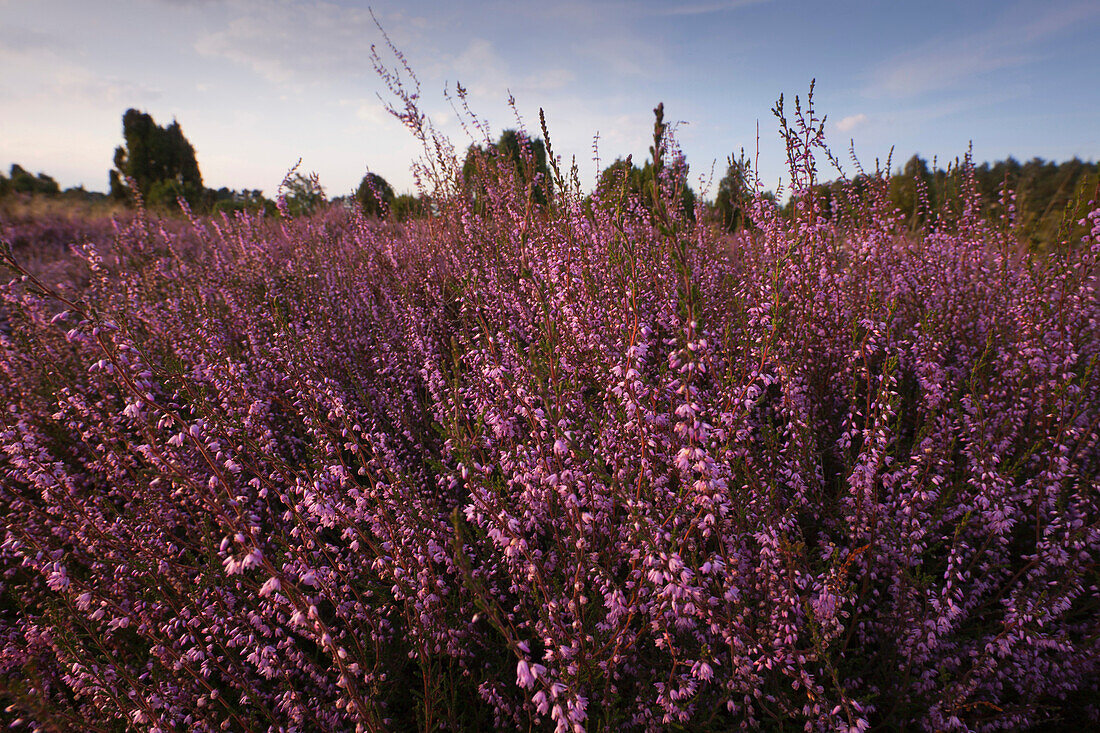 Close up of blooming heather, Lueneburg Heath, Lower Saxony, Germany, Europe