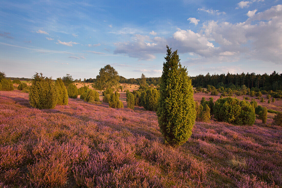 Wacholder und blühendes Heidekraut, Lüneburger Heide, Niedersachsen, Deutschland, Europa