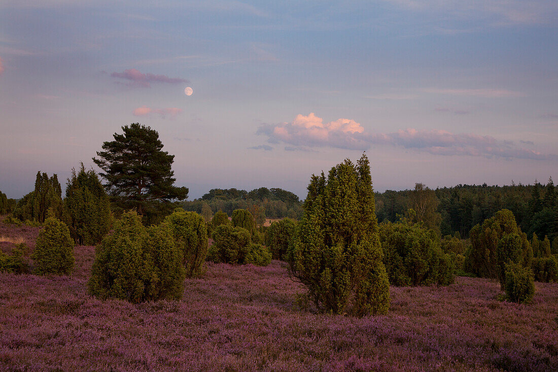 Wacholder und blühendes Heidekraut im Mondlicht, Lüneburger Heide, Niedersachsen, Deutschland