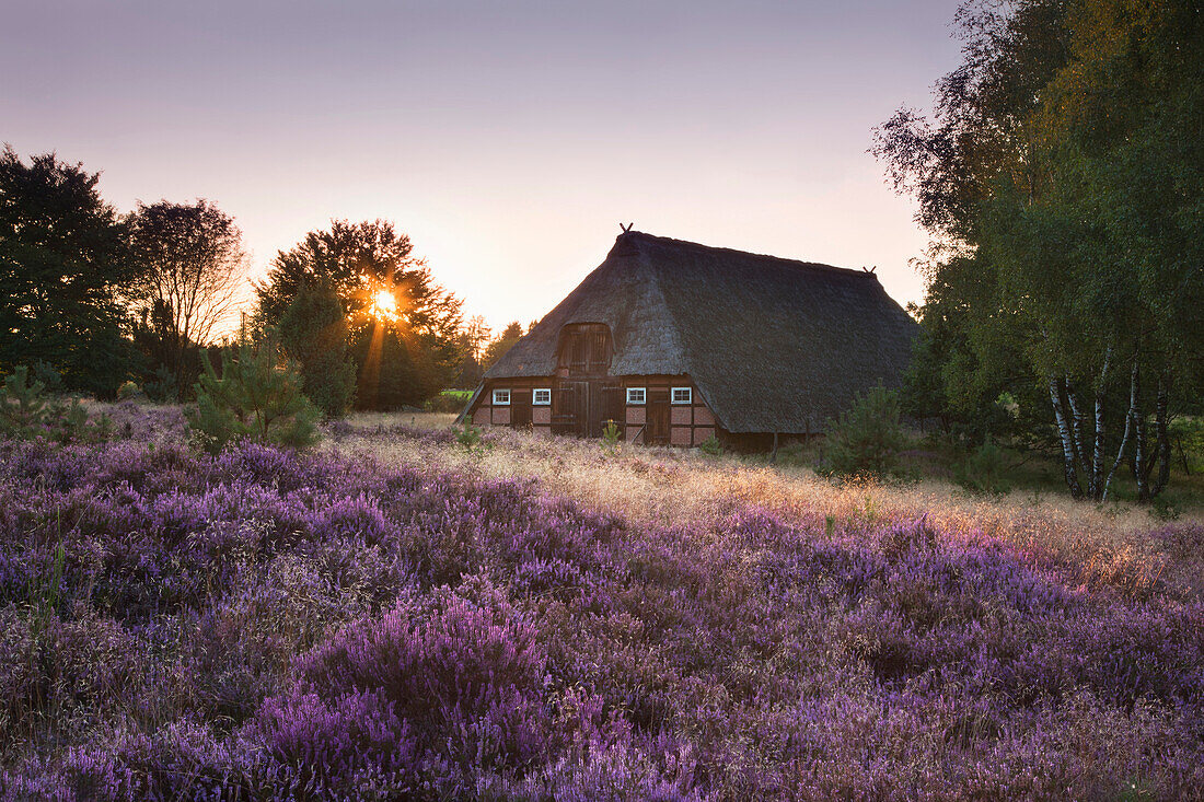 Schafstall in der Lüneburger Heide, Niedersachsen, Deutschland