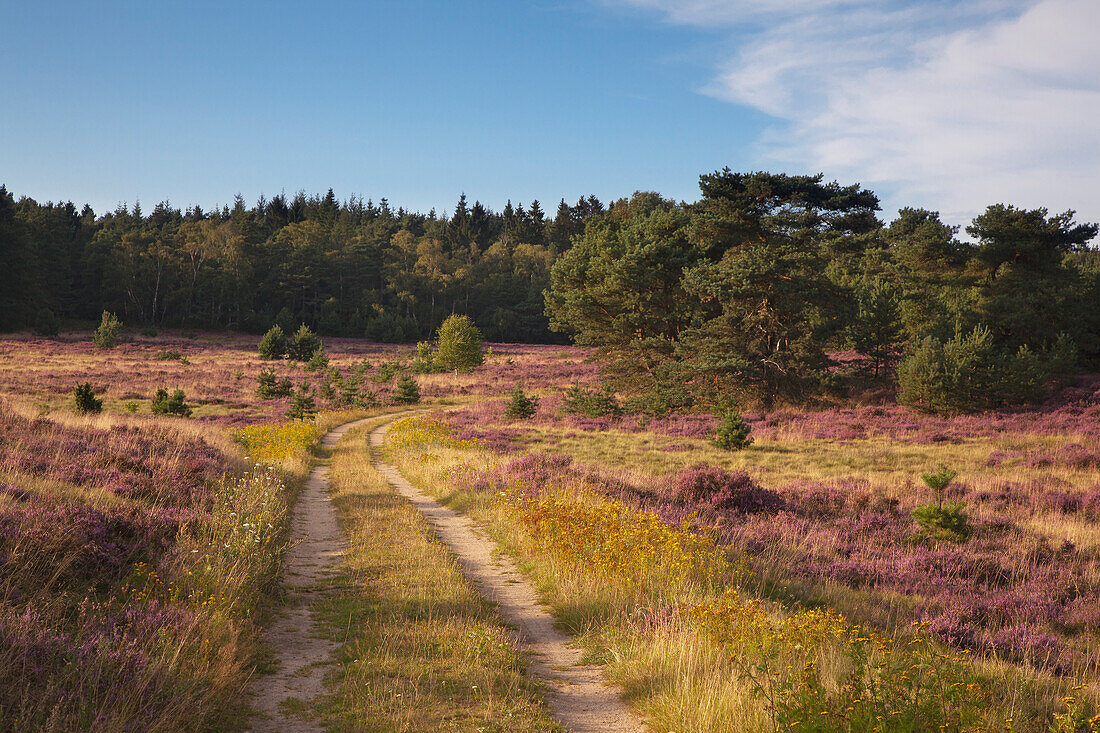 Weg durch das blühende Heidekraut, Lüneburger Heide, Niedersachsen, Deutschland