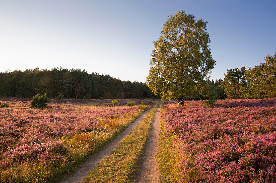 Birch at a path through the heather, Lueneburger Heide, Lower Saxony, Germany