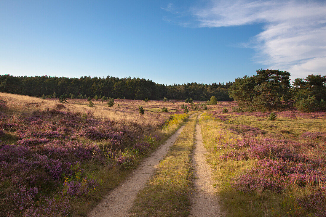 Weg durch das blühende Heidekraut, Lüneburger Heide, Niedersachsen, Deutschland