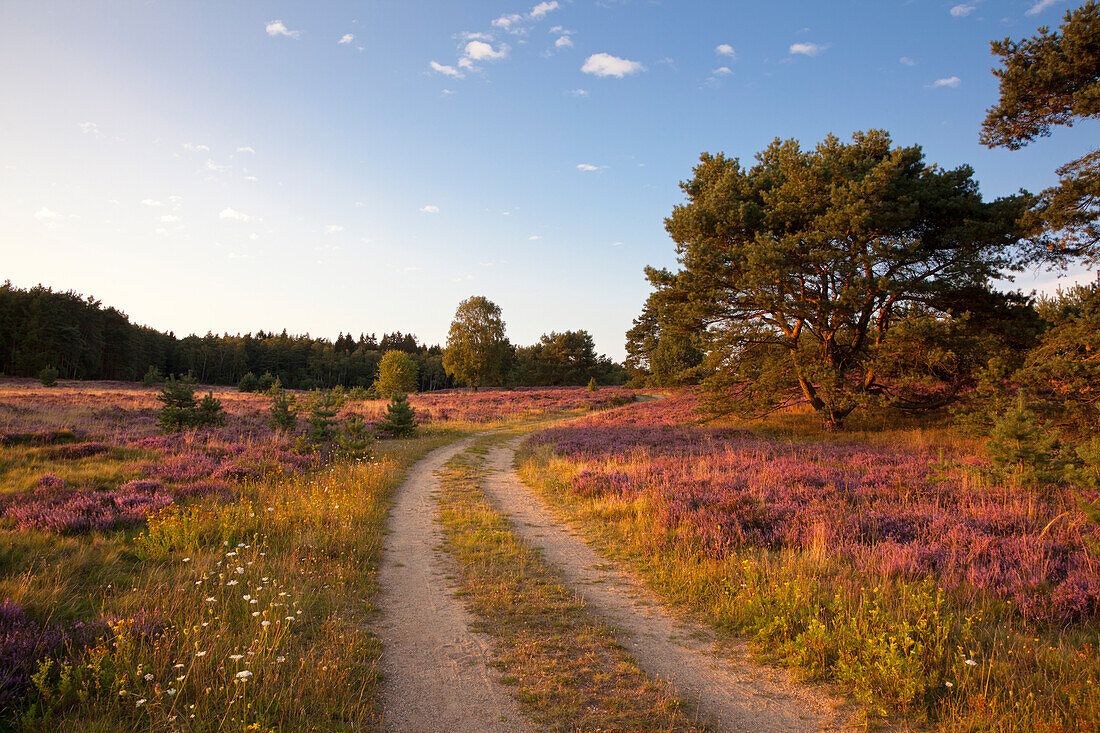 Kiefer an einem Weg durch das blühende Heidekraut, Lüneburger Heide, Niedersachsen, Deutschland