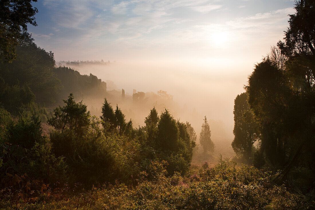 Wacholder im Morgennebel, Totengrund bei Wilsede, Lüneburger Heide, Niedersachsen, Deutschland