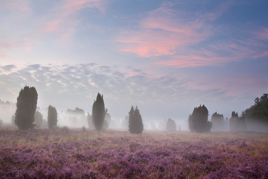 Juniper and heather at morning mist, Steingrund near Wilsede, Lueneburger Heide, Lower Saxony, Germany