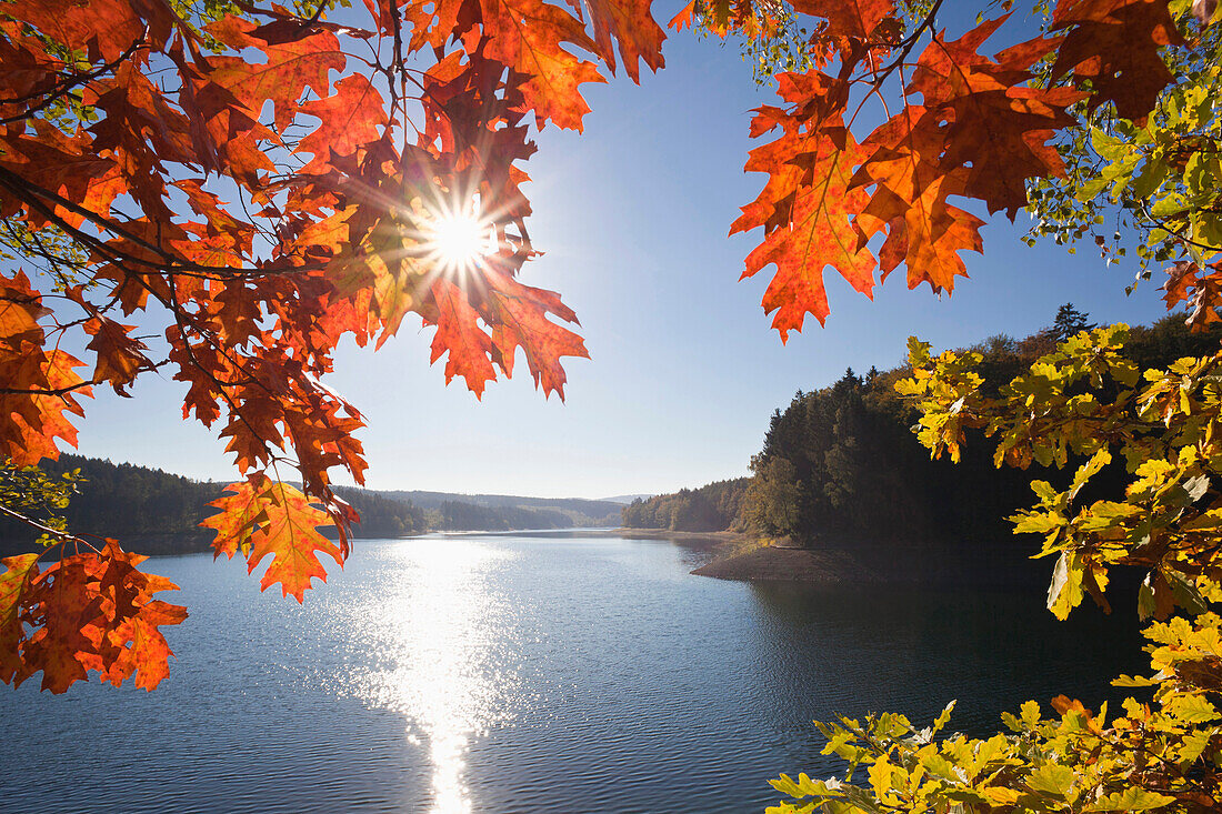 Herbstlaubfärbung am Sorpesee, bei Sundern, Sauerland, Nordrhein-Westfalen, Deutschland