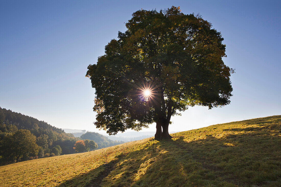 Ahorn im Gegenlicht, bei Arnsberg, Sauerland, Nordrhein-Westfalen, Deutschland