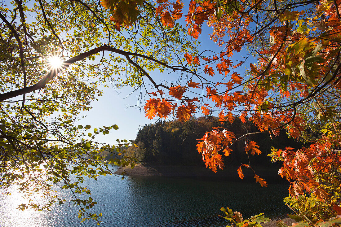 Autumn leafs at Sorpe Dam, near Sundern, Sauerland region, North Rhine-Westphalia, Germany