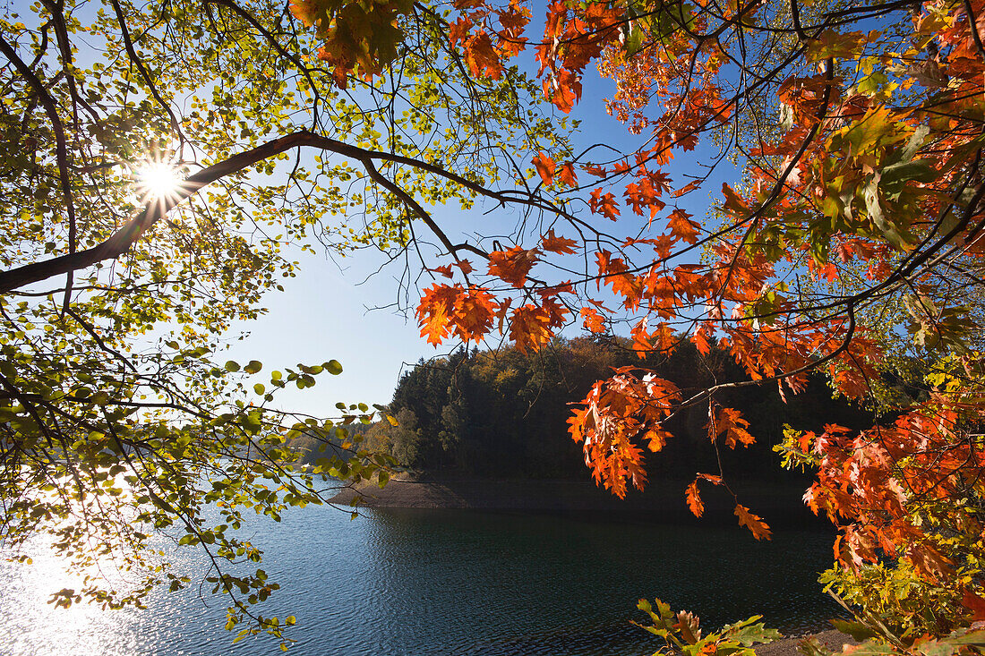 Herbstlaubfärbung am Sorpesee, bei Sundern, Sauerland, Nordrhein-Westfalen, Deutschland