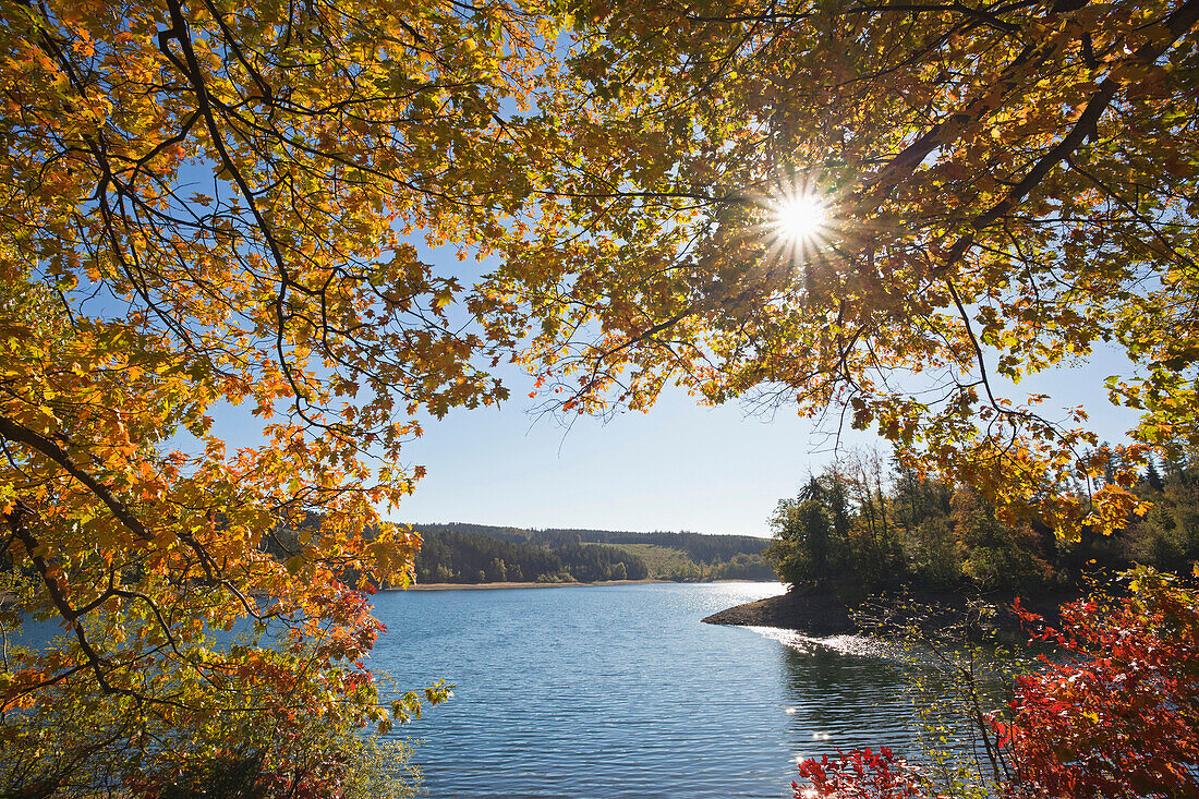 Autumn leafs at Sorpe Dam, near Sundern, Sauerland region, North Rhine-Westphalia, Germany