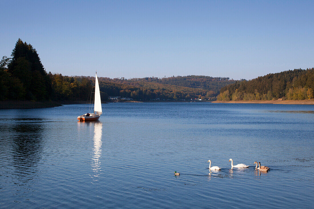 Segelboot und Schwäne auf dem Sorpesee, bei Sundern, Sauerland, Nordrhein-Westfalen, Deutschland