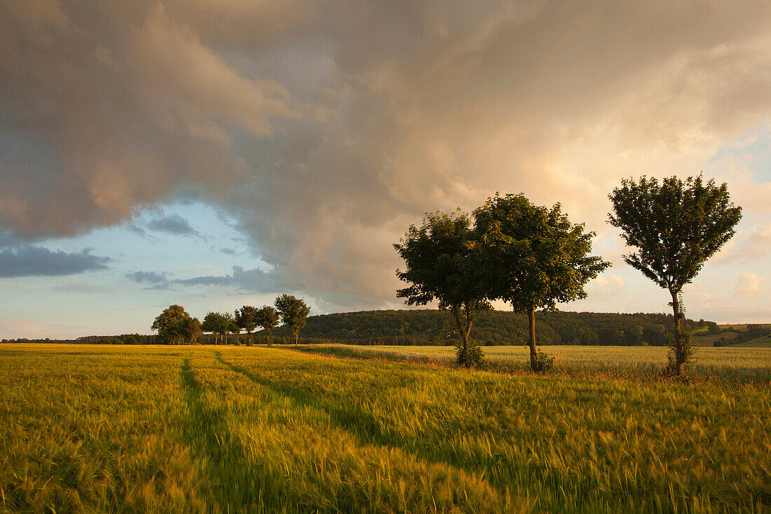 Gewitterwolken über einem Getreidefeld, Eggegebirge, Nordrhein-Westfalen, Deutschland