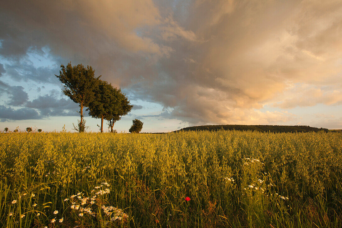 Thunderclouds over a grainfield, Egge mountains, North Rhine-Westphalia, Germany